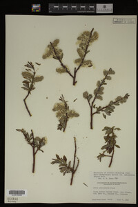 Salix drummondiana image
