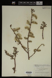 Salix drummondiana image