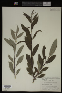 Salix drummondiana image