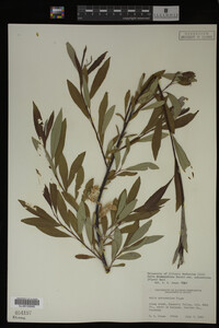 Salix drummondiana image