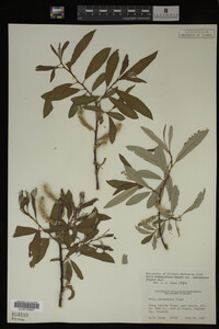 Salix drummondiana image
