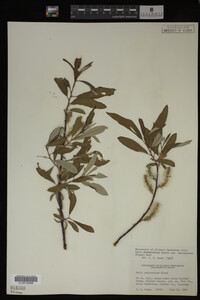 Salix drummondiana image