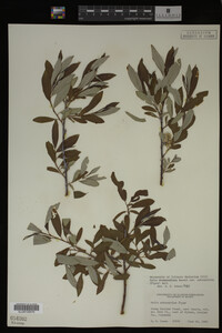 Salix drummondiana image