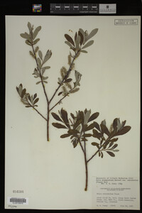 Salix drummondiana image