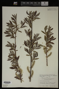 Salix drummondiana image