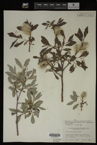 Salix drummondiana image