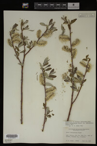 Salix drummondiana image