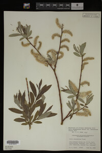 Salix drummondiana image
