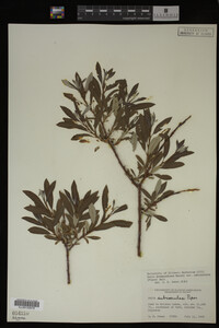 Salix drummondiana image