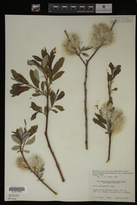 Salix drummondiana image