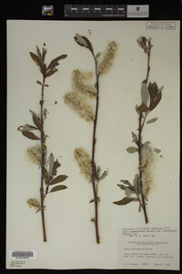 Salix drummondiana image