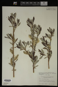 Salix drummondiana image