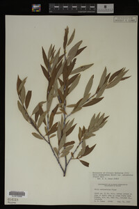 Salix drummondiana image