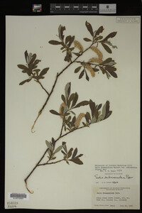 Salix drummondiana image