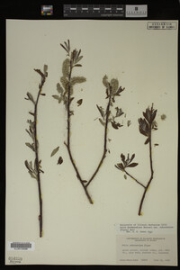 Salix drummondiana image