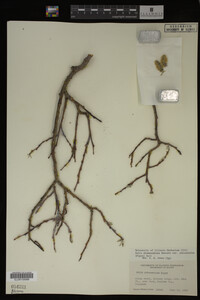 Salix drummondiana image
