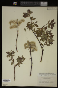 Salix drummondiana image