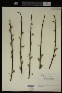 Salix drummondiana image