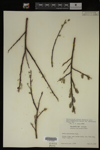 Image Associated With the Occurrence