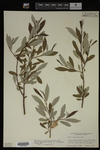 Salix drummondiana image