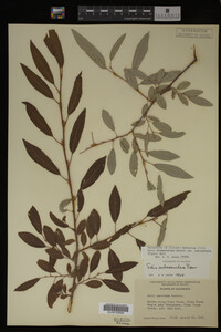 Salix drummondiana image