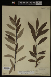 Salix drummondiana image