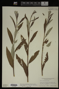 Image Associated With the Occurrence