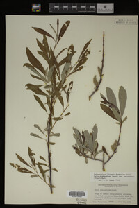 Salix drummondiana image