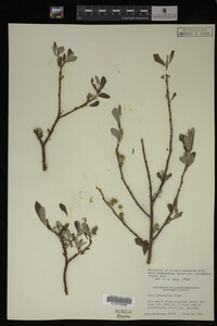 Salix drummondiana image