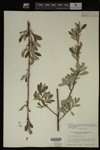 Salix drummondiana image