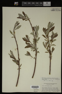 Salix drummondiana image