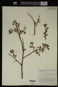 Salix drummondiana image