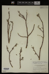 Salix drummondiana image