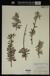 Salix drummondiana image