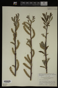 Salix drummondiana image