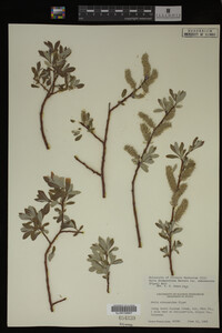 Salix drummondiana image