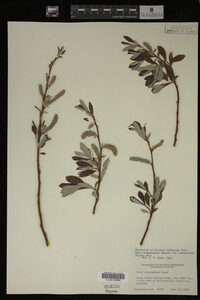 Salix drummondiana image