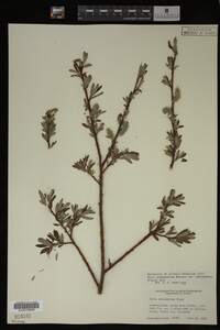 Salix drummondiana image