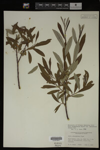 Salix drummondiana image