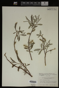 Salix drummondiana image