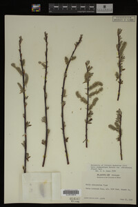 Salix drummondiana image
