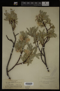 Image Associated With the Occurrence