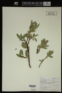 Image Associated With the Occurrence