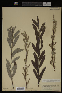 Salix eleagnos image