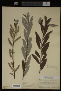 Salix eleagnos image