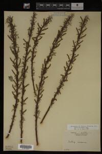 Salix eleagnos image