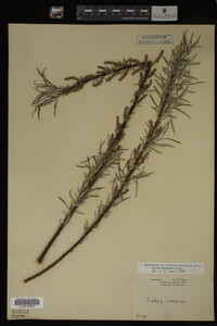 Salix eleagnos image