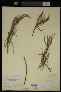 Salix eleagnos image