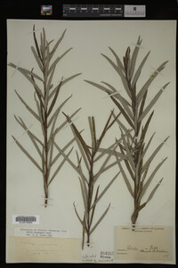 Salix eleagnos image