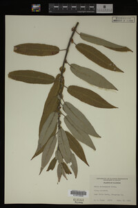 Salix eriocephala image